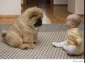 Funny dog with a kid panks 