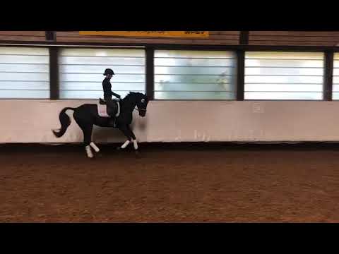 Trainingsimpressionen Kat.-Nr. 100 - Dragon Heart