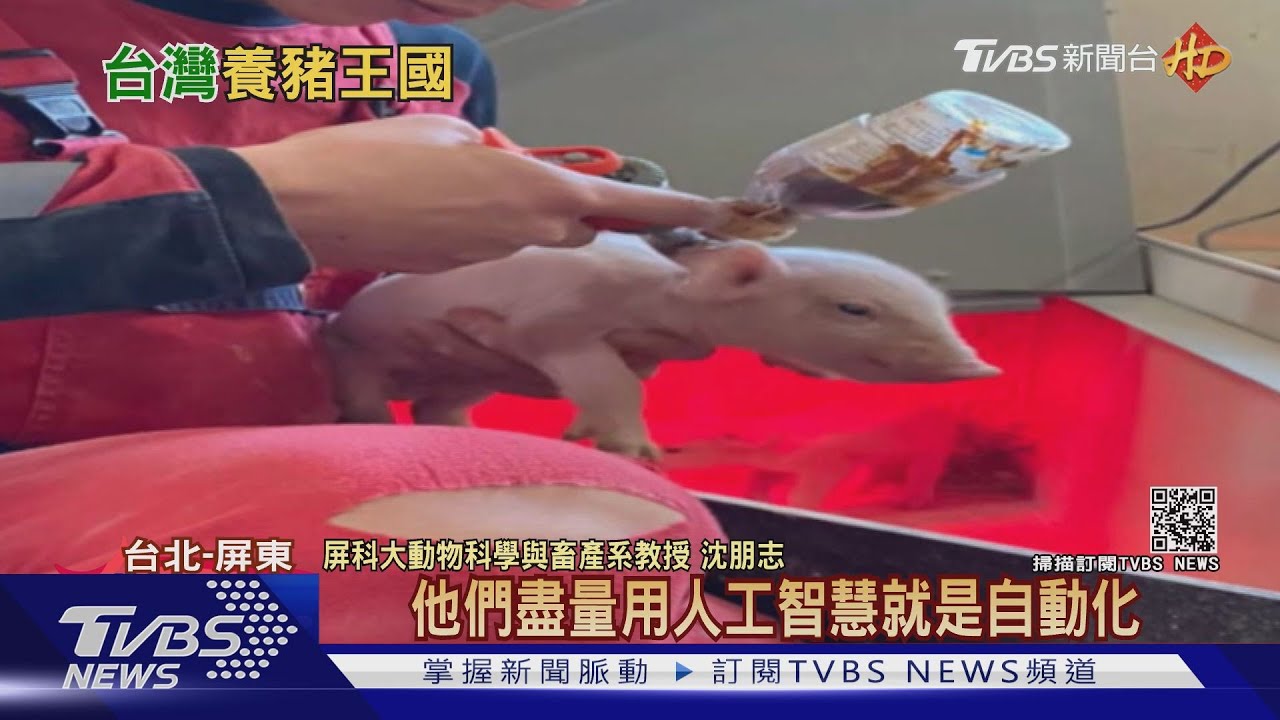 丹麥豬紅!屏科大赴丹麥取經養豬技術 返台改造豬舍