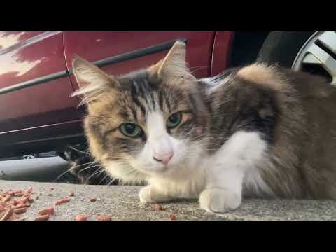 Happy New Year! (2025/2026)