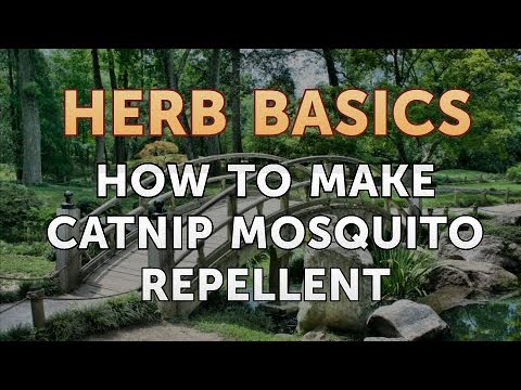 How to Make Catnip Mosquito Repellent