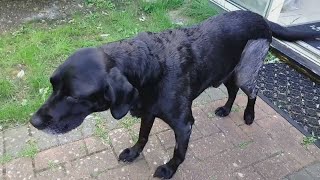 Snoopy (8), Day 1 & 4 - Post TPLO Surgery.