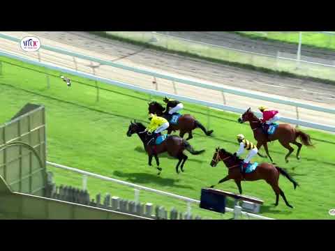 Hippisme : Suivez en direct la 5e course de la 15ème journée de course au Champ de Mars.