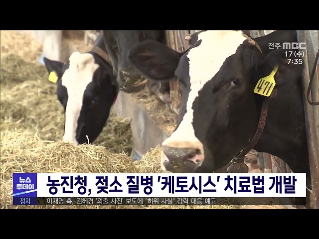 농진청, 젖소 질병 '케토시스' 치료법 개발