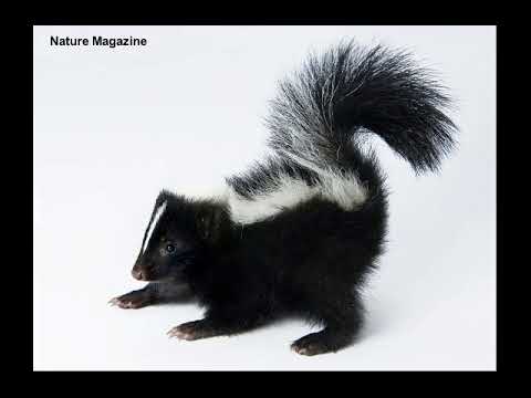 Skunk sound