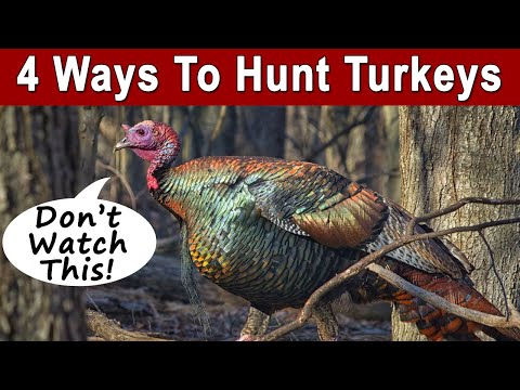 4 strategie per cacciare il tacchino in primavera | Come i principianti possono avere successo!