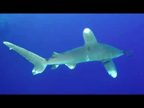 Egypt: Brothers Daedalus Elphinstone