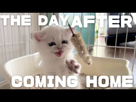First morning of the kitten at home | How to control a cat in his first day at home