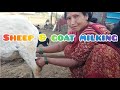 Sheep Goat Milking Vlog ‍ ️