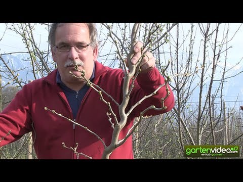 Der kurvige Wuchs der Maulbeere Zickzack