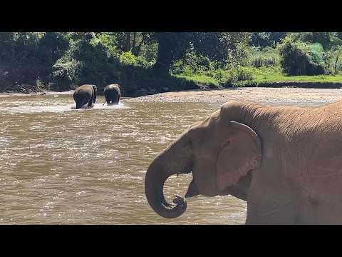 Elephant Moh Loh Watches Lovingly from the Riverbank - ElephantNews