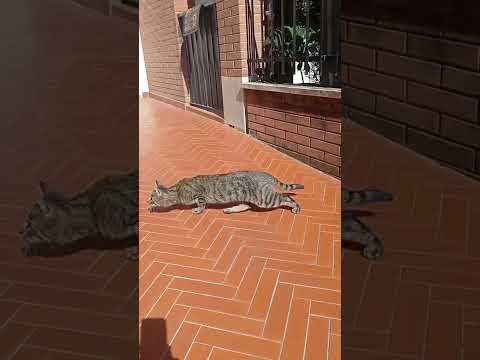 Ilaria la donna che parla con i gatti