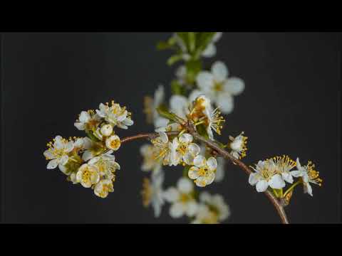 Grupo Uno - Tengo la primicia (letra)