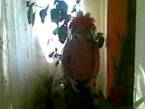 Valea dragului  -- laca 2