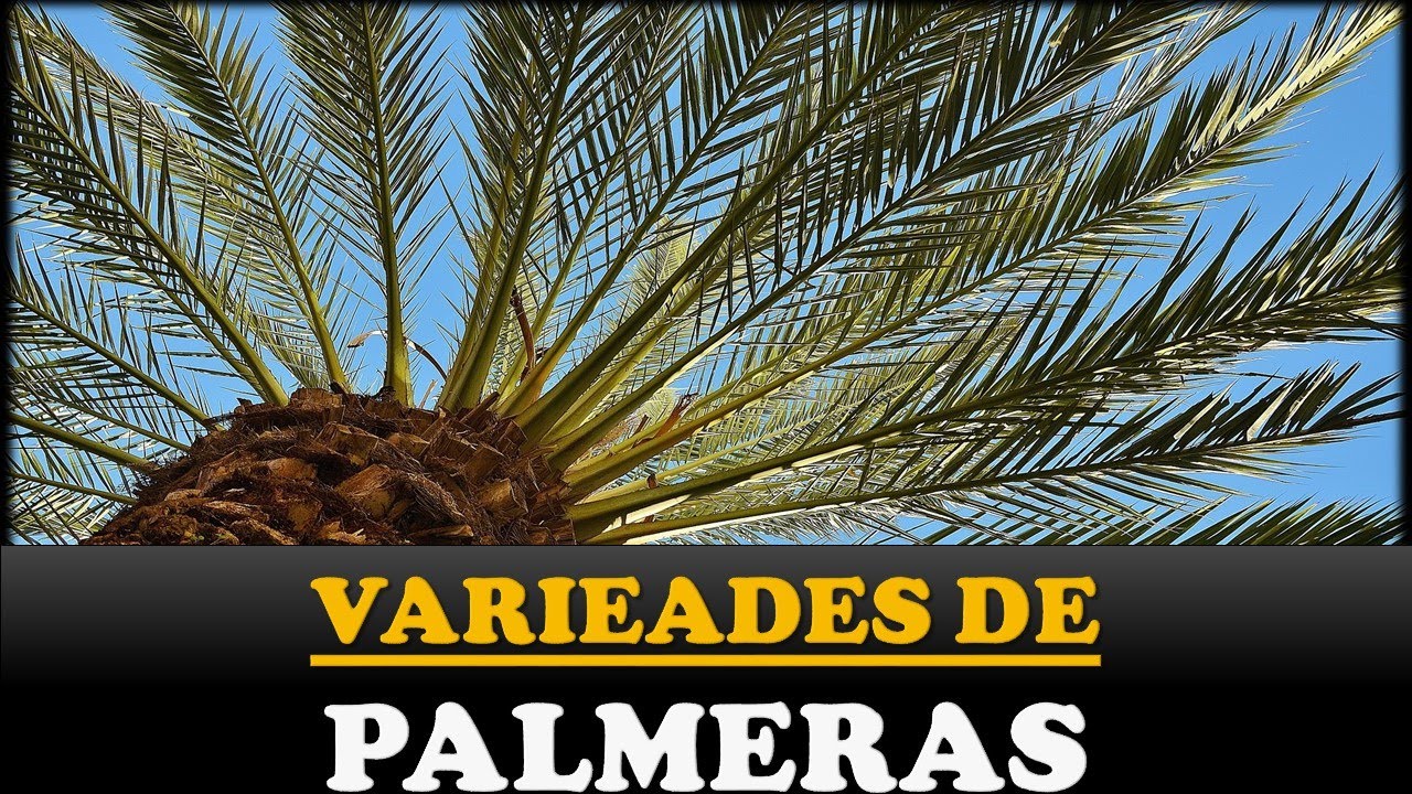 Watch Variedades de Palmeras|Palmas. Tipos de Palmeras. Clases de Palmeras. Now Variedades de Palmeras|Palmas. Tipos de Palmeras. Clases de Palmeras.
