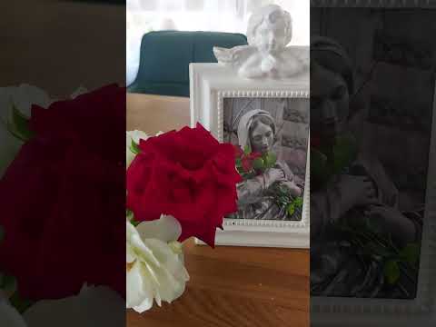 ZDRAVO ZVIJEZDO MORA