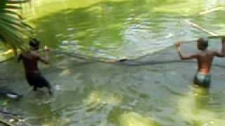 preview picture of video 'পুকুরে মাছ ধরা (Fishing in ponds) Part-1'
