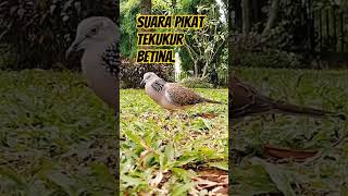 Download lagu tekukur betina memanggil pejantan mp3