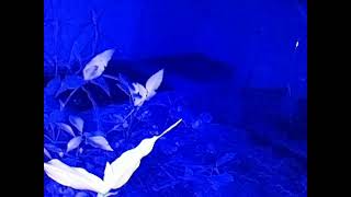 ダルマガエル ライブ 2026/07/15 16:00から2026/07/16 03:55
