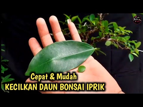 , title : 'Cara Cepat  Mengecilkan Daun Bonsai Iprik Hitam || Belajar Bonsai Ficus'