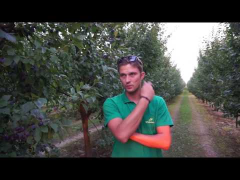 Zbiory śliwek. Sad śliwkowy. BEZ STRESU Z XSTRESEM