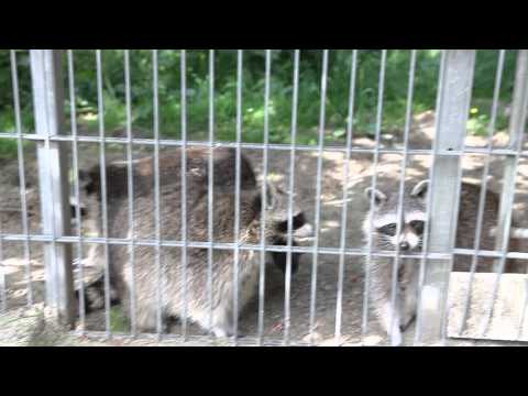 Waschbären im Gehege - Wildtiere in Gefangenschaft