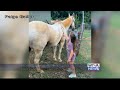 Union County family devastated after killing of beloved horse