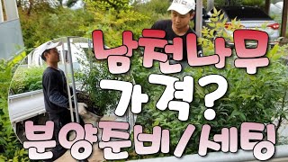 남천나무묘목 가격얼마? 남천의특징 과 장사준비 진열세팅