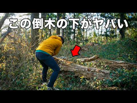 いた！冬の山の木を起こすとヤバイ虫が大量に！