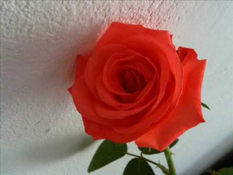 Giovanni Lindo Ferretti  - Codice - CO.DEX (codex)