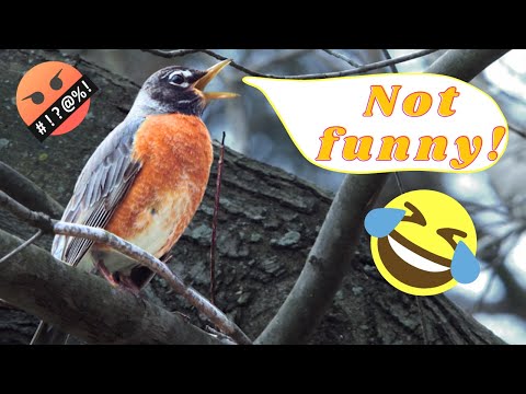 Flying Turd - Everything About Robins!