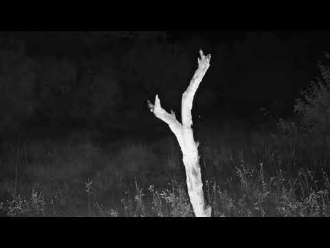 Djuma: Two Honey Badgers (not good visual tho) - 03:19 - 04/24/21