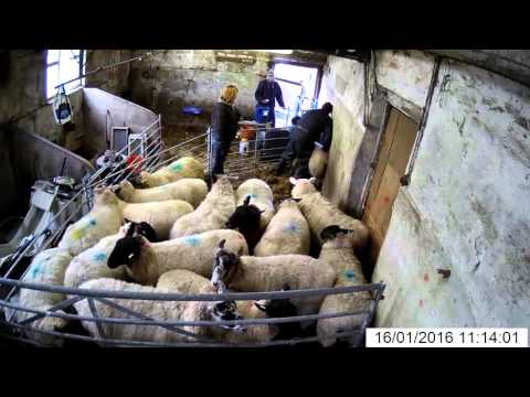 Sheep Scanning