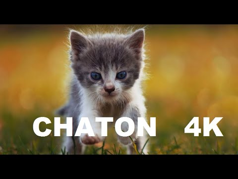 FOND D ECRAN 4K avec des chatons magnifiques et mignons. Video de chats les plus beau