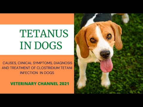 Tetanus In Dogs: Causes, Clinical Symptoms, Diagnosis and Treatment Of Clostridium Tetani Infection