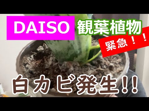 冬に観葉植物に発生する白カビとは？治療方法は？ 3つの効果的な解決策  庭園