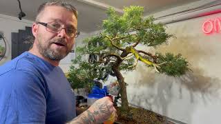 Jaw-Dropping Transformation of Juniper Bonsai