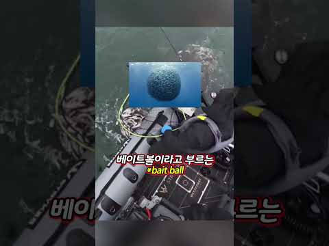 바다 한가운데서 뜰채로 물고기떼를 잡는 방법