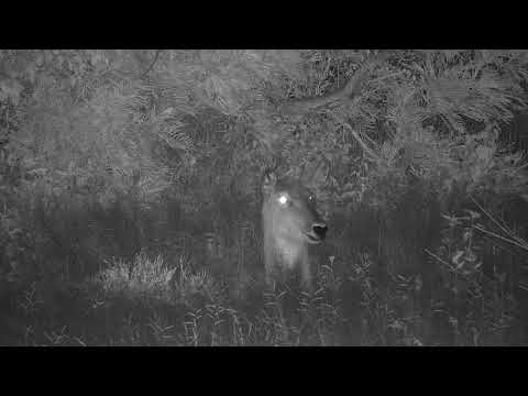 Djuma: Waterbuck female laying in the tall grass - 22:49 - 01/07/21