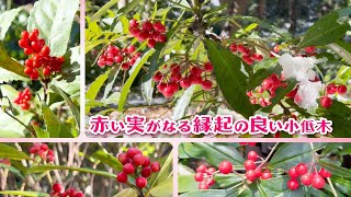 【千両万両有り通し】赤い実を付ける縁起の良い小低木