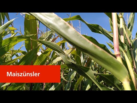 Maiszünsler