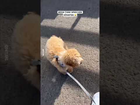 Wenn Tiere sprechen könnten #lustig #lol #funny #memes #dog #humour #cat #animals #tiere