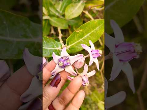 #flowers #naturelovers #viral #shorts