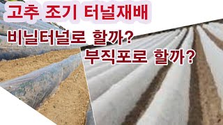 고추 조기 터널재배, 비닐터널로 할까? 부직포 터널로 할까? (고추 조기 재배, 고추 터널 재배, 비닐과 부…