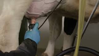How to Administer ToDAY® (cephapirin sodium) Prescription Antibiotic in Lactating Cows​