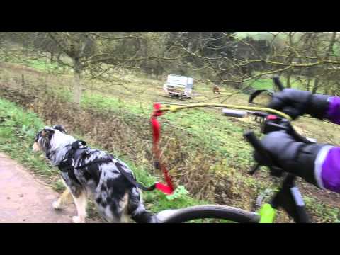 (2) DOGSCOOTING mit AUSSIE-Gespann: Erste Versuche und Tests, ob's Bock macht - Herbst 2014