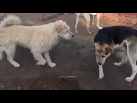 ALPHA-HUND, DER DOMINANZ DURCHSETZT