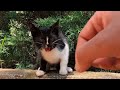 Feral Kitten Came Inside Of The Bushes And Started To Hiss At Me