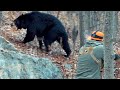 This Bear REFUSED To Go Down