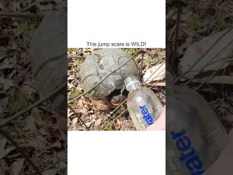 Une tortue sauvage saute sur un randonneur !